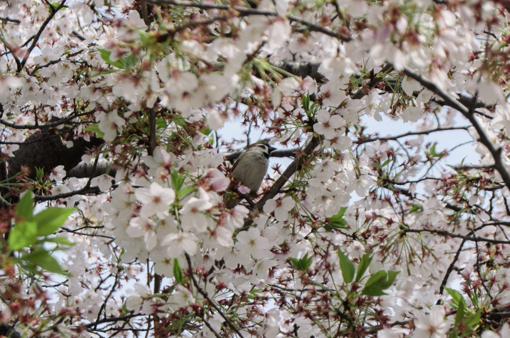 A bird in a sakura tree in Tennōji park